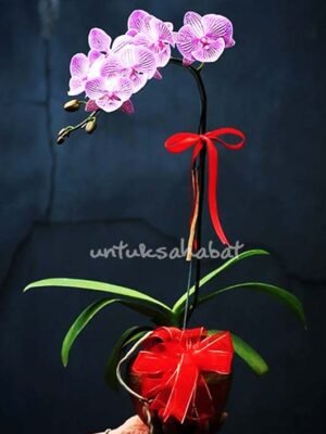 Anggrek Bulan Mini Ungu