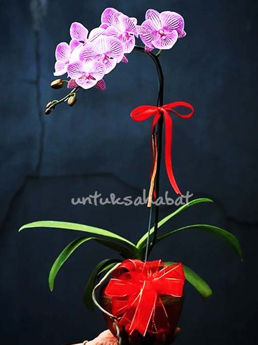 Anggrek Bulan Mini Ungu