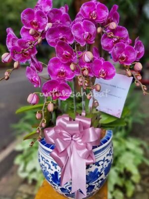 Anggrek Bulan Bangkok