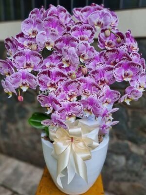 Orchid Jambrud Hibrida