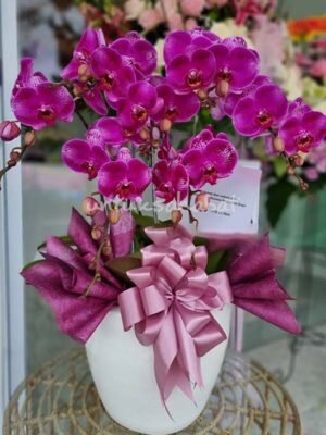 Orchid Magenta