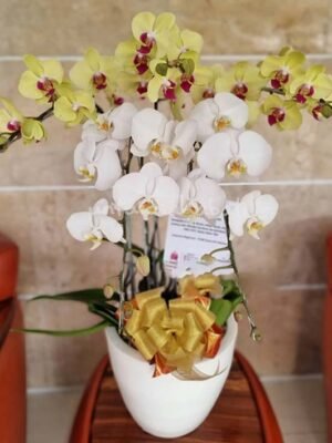 Anggrek Bulan Kuning Putih