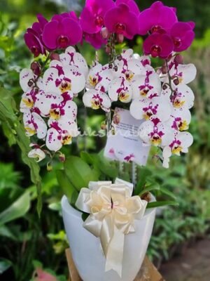 Angrek Bulan Bangkok