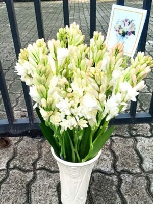 Gorgeous Sedap Malam