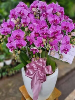 Anggrek Bulan Ungu Thailand