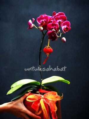 Orchid Dendorium Ungu