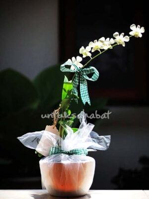 Dendorium Orchid Putih