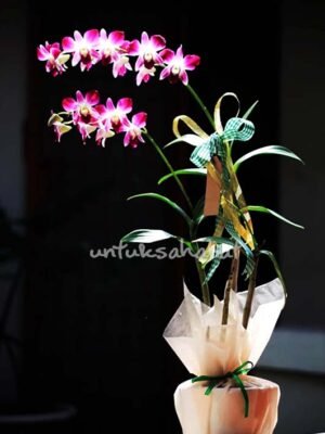 Dendorium Anggrek  Bulan Pink