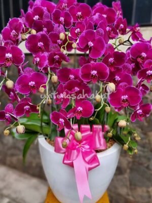 Orchid Hartinah Violet