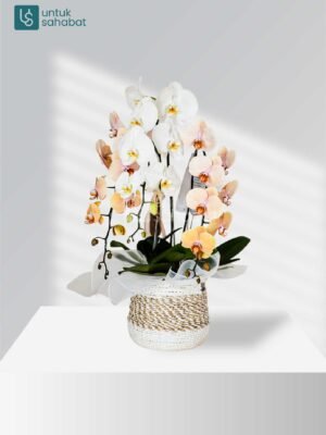 Bloombox Magelang 06