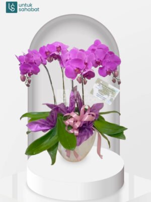 Bunga Anggrek Karawang 5