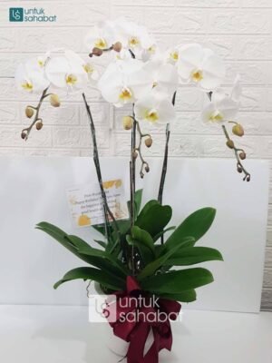 Bunga Meja Anggrek 3