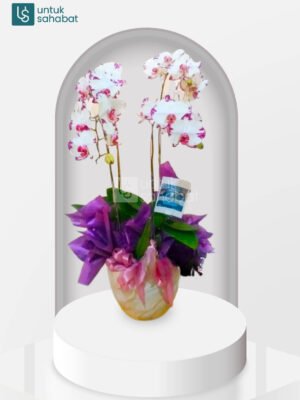 Bunga Meja Anggrek Bekasi 3