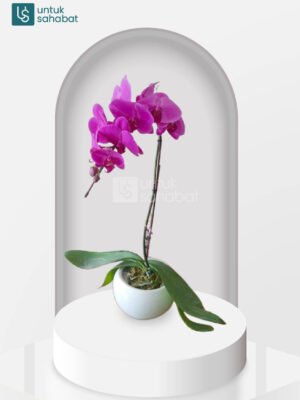 Bunga Meja Anggrek Tanjung Redeb 2