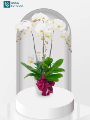 Bunga Meja Anggrek Tanjung Selor 1