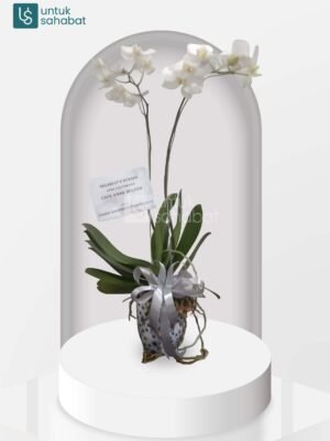 Bunga Meja Makassar 6