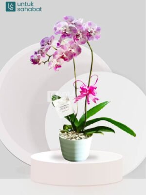 Bunga Meja Purworejo 9