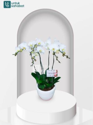 Bunga Meja Sidoarjo 1