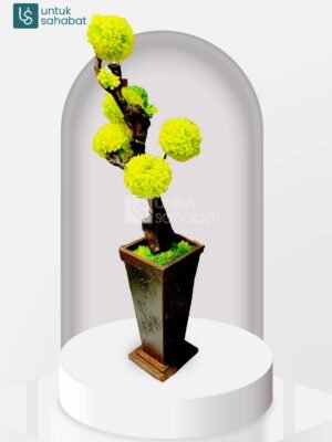 Bunga Meja Ternate 11