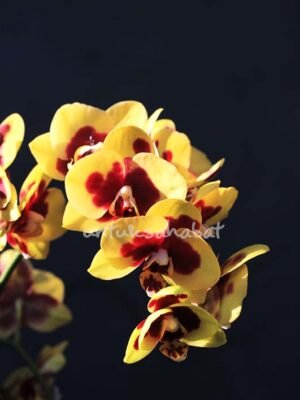 Hampers Anggrek Mini Kuning