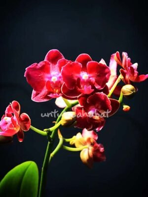 Hampers Anggrek Mini Merah