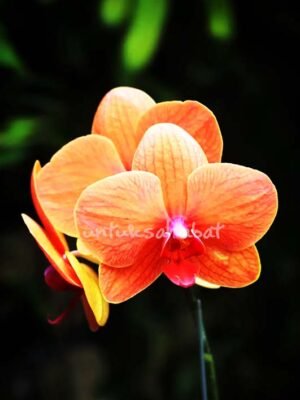 Hampers Anggrek Mini Orange