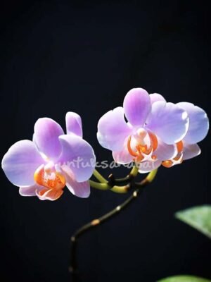 Hampers Anggrek Mini Pink