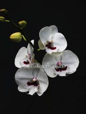 Hampers Anggrek Mini Putih