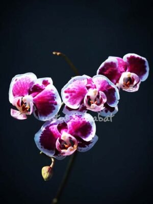 Hampers Anggrek Mini Ungu