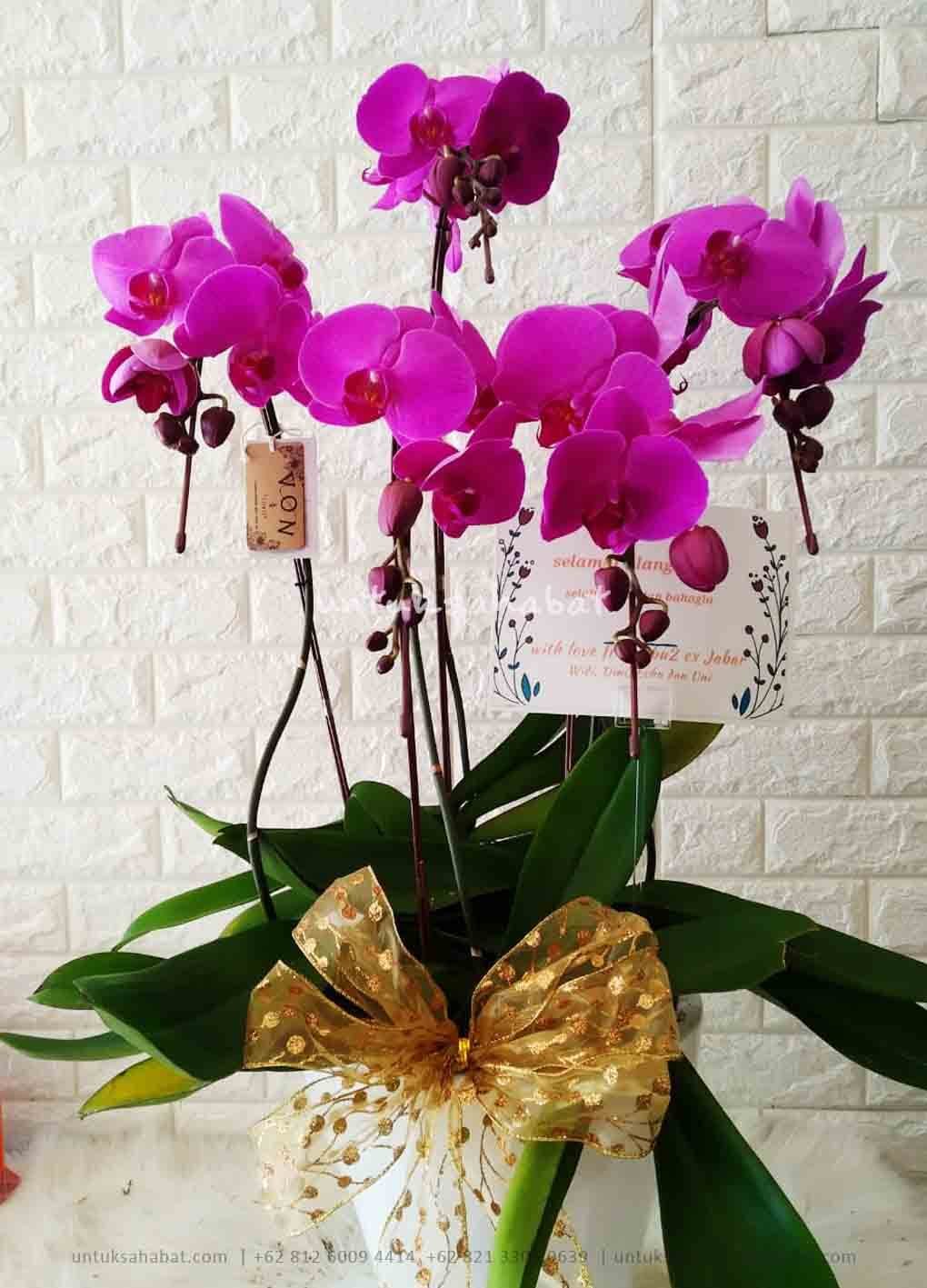 Bunga Meja Anggrek Jakarta 02