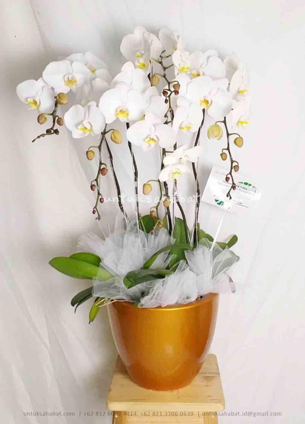 Bunga Meja Anggrek 01