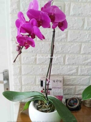 Bunga Anggrek Semarang 01